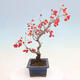 Vonkajší bonsai - Pourthiaea villosa - Blýskalka chlpatá - 4/5