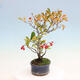 Vonkajší bonsai - Pourthiaea villosa - Blýskalka chlpatá - 4/5