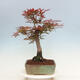 Vonkajší bonsai - Acer palmatum Atropurpureum - Javor dlanitolistý červený - 4/5
