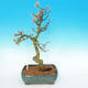 Vonkajší bonsai -Modřín opadavý-Larix decidua - 4/5