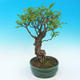 Izbová bonsai-Punic granatum nana-Granátové jablko - 4/5