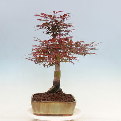 Vonkajší bonsai - Acer palmatum Atropurpureum - Javor dlanitolistý červený - 4