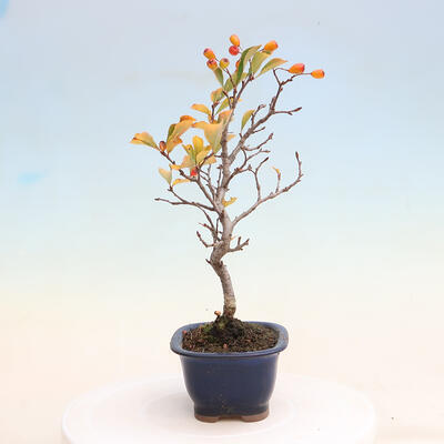 Vonkajší bonsai - Pourthiaea villosa - Blýskalka chlpatá - 4