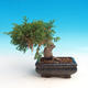 Vonkajšie bonsai - Juniperus chinensis Itoigava-Jalovec čínsky - 4/4