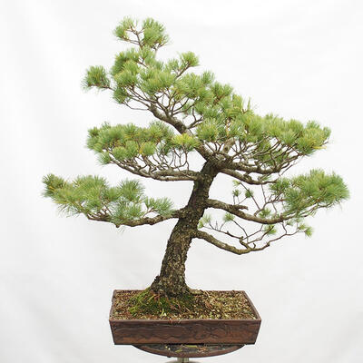 Vonkajší bonsai - Pinus parviflora - Borovica drobnokvetá - 4