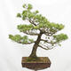 Vonkajší bonsai - Pinus parviflora - Borovica drobnokvetá - 4/5