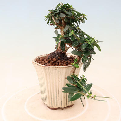 Izbová bonsai - Olea europaea sylvestris -Oliva európska drobnolistá - 4
