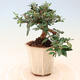 Izbová bonsai - Olea europaea sylvestris -Oliva európska drobnolistá - 4/5