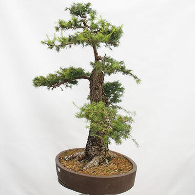 Vonkajší bonsai Smrekovec opadavý Larix decidua - 4