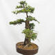 Vonkajší bonsai Smrekovec opadavý Larix decidua - 4/5