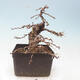 Vonkajší bonsai -Larix decidua - Smrekovec opadavý - 4/5