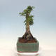 Vonkajší bonsai -Javor dlaňovitolistý Acer palmatum Shishigashira - 4/5