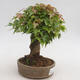 Vonkajšie bonsai - Javor Buergerianum - Javor Burgerův - 4/6