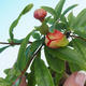 Izbová bonsai-Punic granatum nana-Granátové jablko - 4/4
