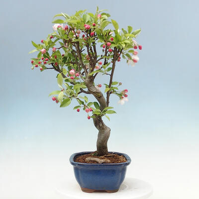 Vonkajší bonsai -Malus halliana - Maloplodé jabloň - 4