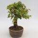 Vonkajšie bonsai - Javor Buergerianum - Javor Burgerův - 4/6