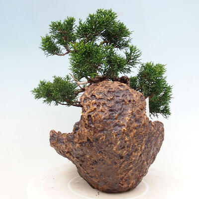 Vonkajší bonsai - Juniperus chinensis Itoigawa-Jalovec čínsky - 4