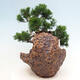 Vonkajší bonsai - Juniperus chinensis Itoigawa-Jalovec čínsky - 4/4