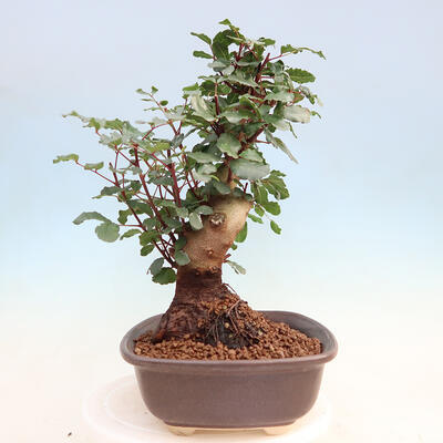 Izbová bonsai - Rohovnik obecny, svätojansky chlieb-Ceratonia sp. - 4