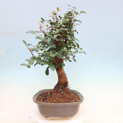 Izbová bonsai - Rohovnik obecny, svätojansky chlieb-Ceratonia sp. - 4