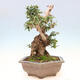 Izbová bonsai - Olea europaea sylvestris -Oliva európska drobnolistá - 4/6