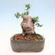 Izbová bonsai - Olea europaea sylvestris -Oliva európska drobnolistá - 4/7