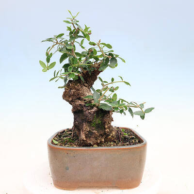Izbová bonsai - Jamovec širokolistý - Phillyrea latifolia - 4