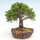 Vonkajšie bonsai - Juniperus chinensis Itoigawa-Jalovec čínsky - 4/6