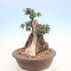 Izbová bonsai - Olea europaea sylvestris -Oliva európska drobnolistá - 4/7