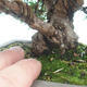 Vonkajšie bonsai - Juniperus chinensis Itoigawa-Jalovec čínsky - 4/6