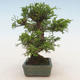 Vonkajšie bonsai - Juniperus chinensis Itoigawa-Jalovec čínsky - 4/5
