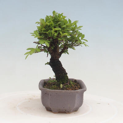 Vonkajšie bonsai - Zelkova - Zelkova Nirom - 4