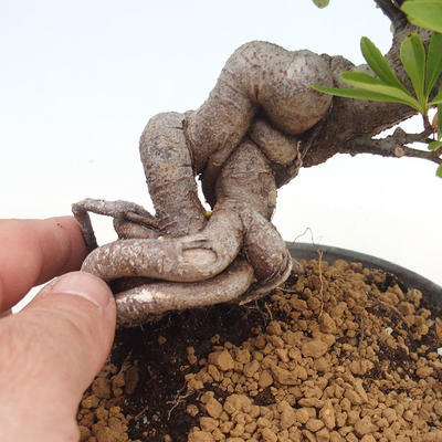 Vonkajšia bonsai-Pyracanta Teton -Hlohyně - 4