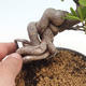 Vonkajšia bonsai-Pyracanta Teton -Hlohyně - 4/5