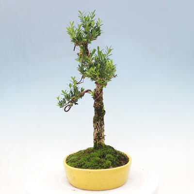 Izbová bonsai - Buxus harlandii -korkový buxus - 4