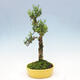 Izbová bonsai - Buxus harlandii -korkový buxus - 4/6
