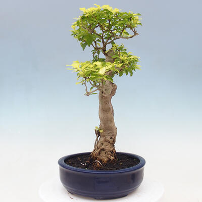 Izbová bonsai - Duranta erecta Aurea - 4