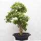 Izbová bonsai - Durant erecta aurea - 4/5