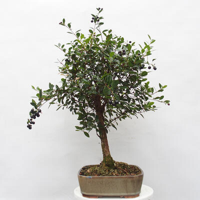 Izbová bonsai  - Syzygium - Pimentovník - 4