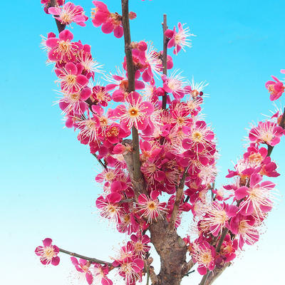 Vonkajší bonsai -Japonská marhuľa - Prunus mume - 4