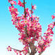 Vonkajší bonsai -Japonská marhuľa - Prunus mume - 4/6