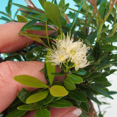 Izbová bonsai Syzygium -Pimentovník PB217385 - 4