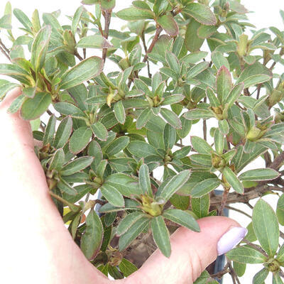 Vonkajší bonsai - Japonská azalka - Azalea Japonica - 4