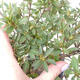 Vonkajší bonsai - Japonská azalka - Azalea Japonica - 4/4