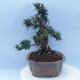 Vonkajší bonsai - Taxus cuspidata - Tis japonský - 4/6