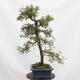 Vonkajší bonsai - Hloh - Crataegus monogyna - 4/5