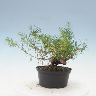 Vonkajší bonsai -Larix decidua - Smrekovec opadavý - 4
