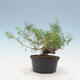Vonkajší bonsai -Larix decidua - Smrekovec opadavý - 4/4