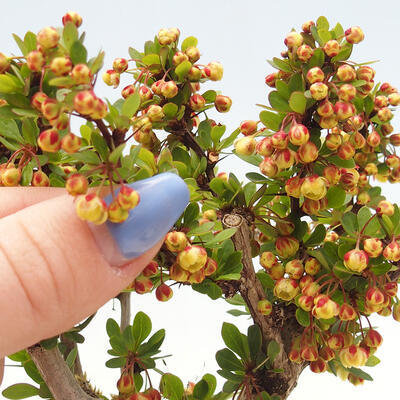Vonkajší bonsai - Berberis thunbergii Kobold - Drištál Thunbergov - 4