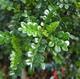 Izbová bonsai - Zantoxylum piperitum - piepor - 4/4